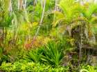 Hawaii-Maui-Hana-garden on the road to Hana with palms and bromide plants Art Print